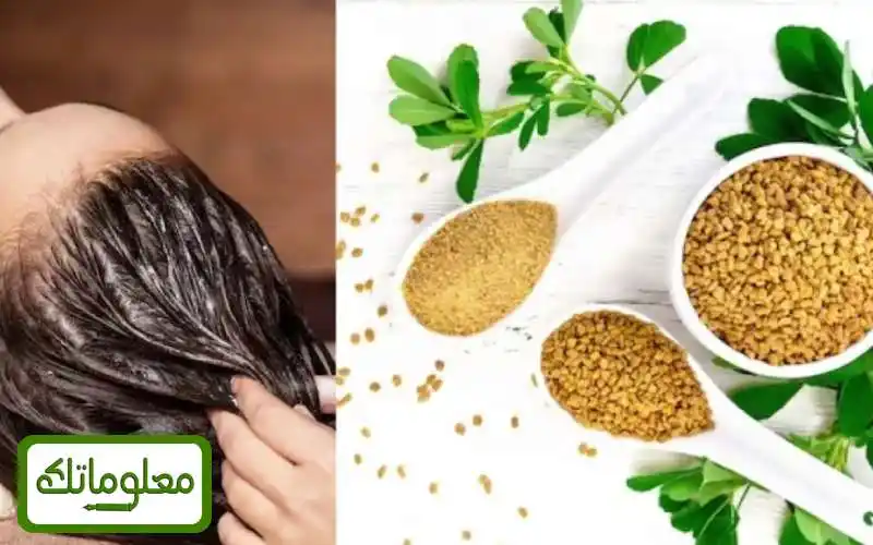 فوائد الحلبة لمنع تساقط الشعر